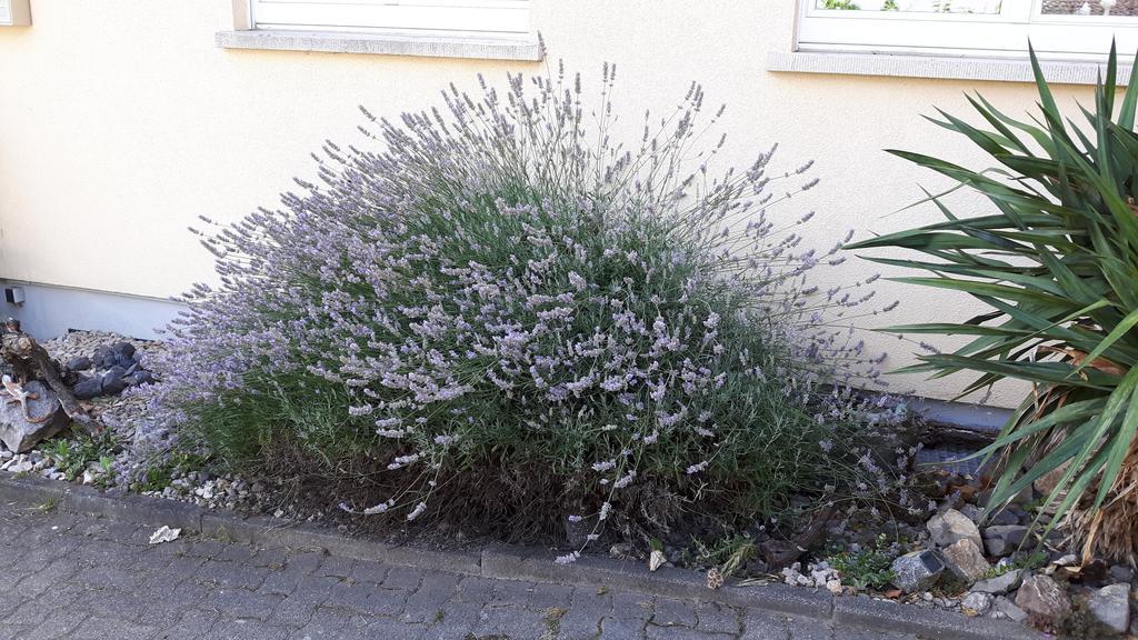 Winzerhof Senn Apartman Vogtsburg Kültér fotó